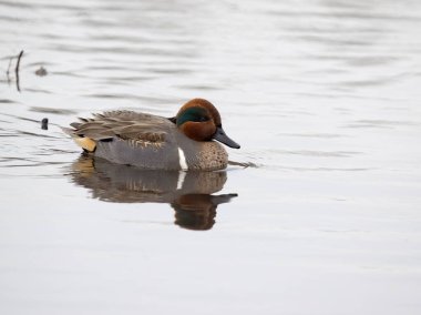 Green-winged teal, Anas carolinensis, single male on water, British Columbia, Canada, December 2022