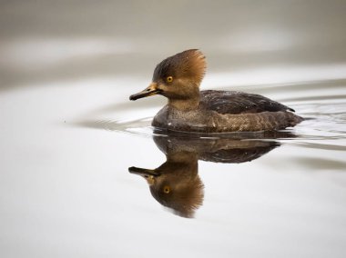 Hooded merganser, Lophodytes cucullatus, single female on water, British Columbia, Canada, December 2022