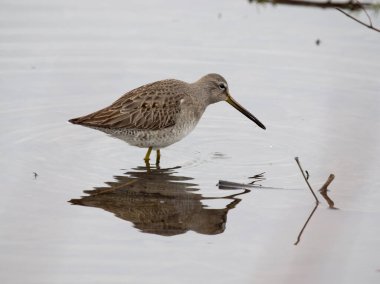 Long-billed dowitcher, Limnodromus scolopaceus, single bird in water, British Columbia, Canada, December 2022