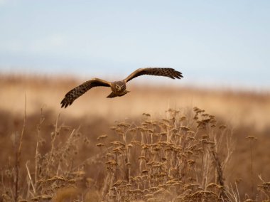 Northern harrier, Circus. hudsonius, single female in flight, British Columbia, Canada, December 2022