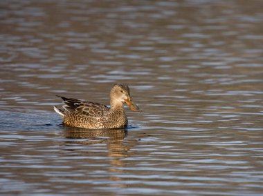Northern shoveler, Spatula clypeata, single female on water, British Columbia, Canada, December 2022