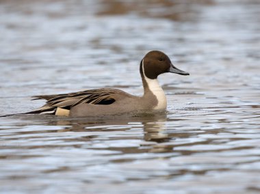 Northern pintail, Anas acuta, single male on water, British Columbia, Canada, December 2022