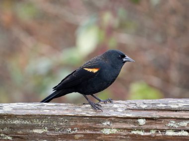 Red-winged blackbird, Agelaius phoeniceus, single male on fence, British Columbia, Canada, December 2022