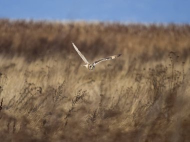 Short-eared owl, Asio flammeus, single bird in flight, British Columbia, Canada, December 2022