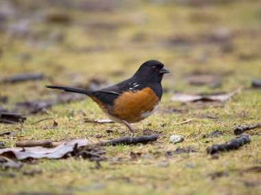 Spotted towhee, Pipilo maculatus, single bird on ground, British Columbia, Canada, December 2022
