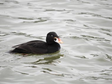 Surf scoter, Melanitta perspicillata, single male on water, British Columbia, Canada, December 2022