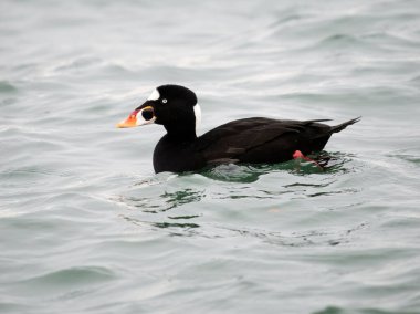 Surf scoter, Melanitta perspicillata, single male on water, British Columbia, Canada, December 2022