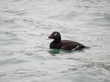 White-winged scoter, Melanitta deglandi, single male on water, British Columbia, December 2022