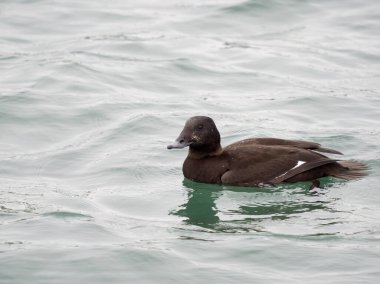White-winged scoter, Melanitta deglandi, single female on water, British Columbia, December 2022