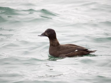 White-winged scoter, Melanitta deglandi, single female on water, British Columbia, December 2022