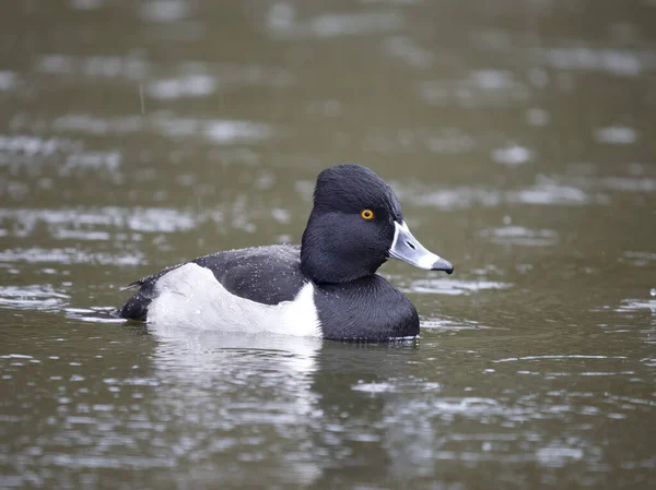 Ring Necked Duck Aythya Collaris Single Male Water British Columbia Images De Stock Libres De Droits