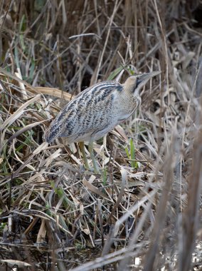 Bittern, Botaurus stellaris, single bird in reed bed, Hertfordshire, February 2023 
