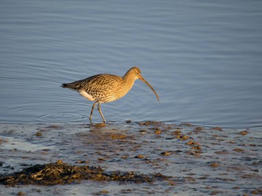 Curlew, Numenius arquata, single bird by water, Norfolk, February 2023