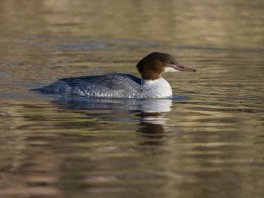 Goosander, Mergus merganser, single female on water, January 2023