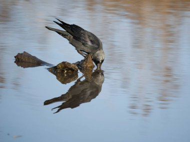 Jackdaw, Corvus monedula, single bird by water, Gloucestershire, February 2023