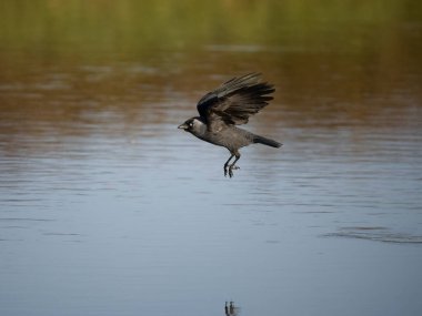 Jackdaw, Corvus monedula, single bird in flight, Gloucestershire, February 2023