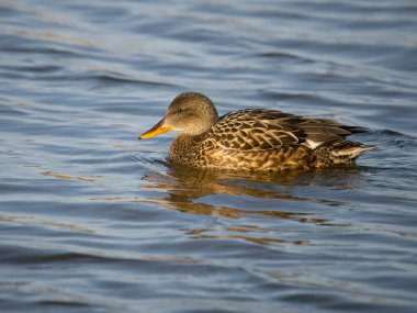 Gadwall, Anas strepera, single female on water, Suffolk, February 2023