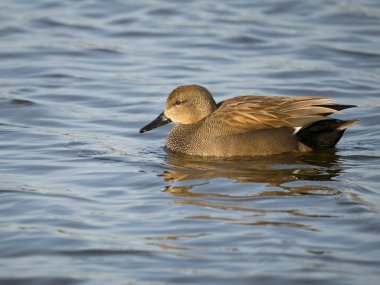 Gadwall, Anas strepera, single male on water, Suffolk, February 2023