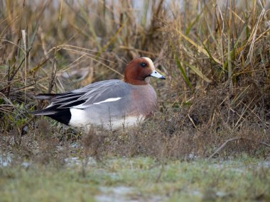 Wigeon, Anas penelope, single male by water, Norfolk, February 2023