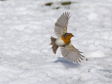 Robin, Erithacus Rubecula, uçan tek kuş, Warwickshire, Mart 2023