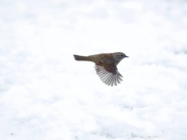 Dunnock Heggenmus Prunella Modularis Enkele Vogel Vlucht Boven Sneeuw Warwickshire — Stockfoto