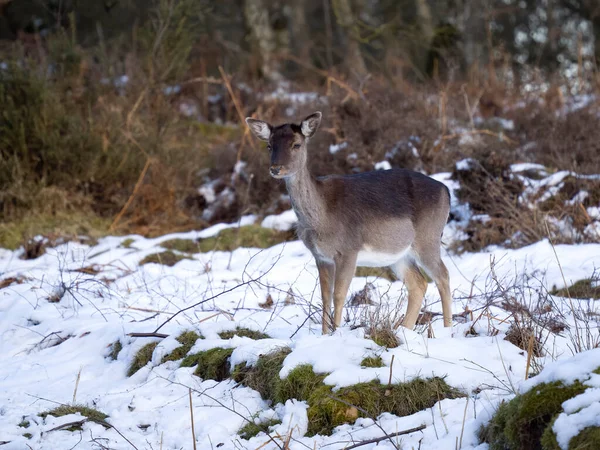 Fallow Deer Dama Dama Karlı Bekar Kadın Warwickshire Mart 2023 — Stok fotoğraf
