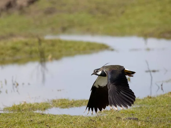 Kiebitz Vanellus Vanellus Einzelner Vogel Flug Kent März 2023 — Stockfoto