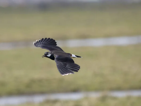 Northern Lapwing Vanellus Vanellus Single Bird Flight Kent March 2023 — Stock Photo, Image
