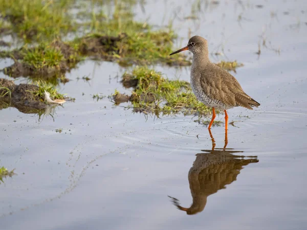 Redshank Tringa Totanus Enkele Vogel Aan Het Water Kent Maart — Stockfoto