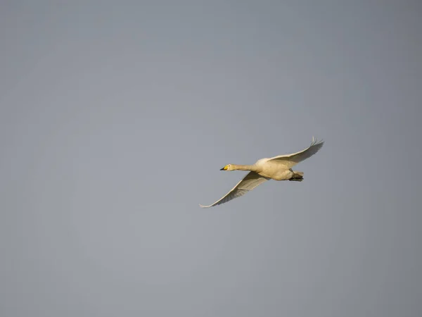 Łabędź Cygnus Cygnus Samotny Ptak Locie Norfolk Luty 2023 — Zdjęcie stockowe
