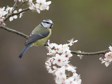 Blue tit, Cyanistes caeruleus, single bird on blossom, Warwickshire, March 2023