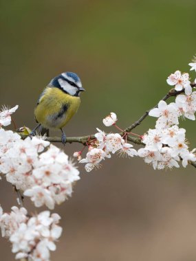 Blue tit, Cyanistes caeruleus, single bird on blossom, Warwickshire, March 2023