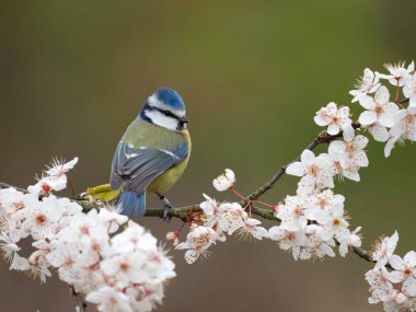 Blue tit, Cyanistes caeruleus, single bird on blossom, Warwickshire, March 2023