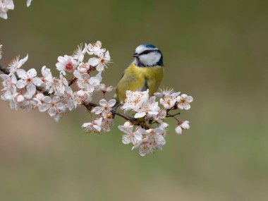 Blue tit, Cyanistes caeruleus, single bird on blossom, Warwickshire, March 2023