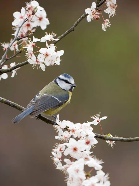 Blue Tit Cyanistes Caeruleus Single Bird Blossom Warwickshire March 2023 — Zdjęcie stockowe