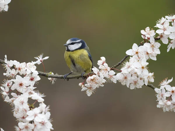Blue Tit Cyanistes Caeruleus Single Bird Blossom Warwickshire March 2023 — Zdjęcie stockowe