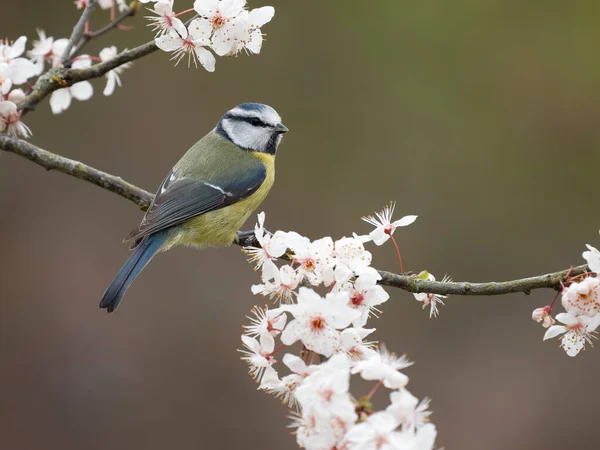 Blue Tit Cyanistes Caeruleus Single Bird Blossom Warwickshire March 2023 — Fotografie, imagine de stoc