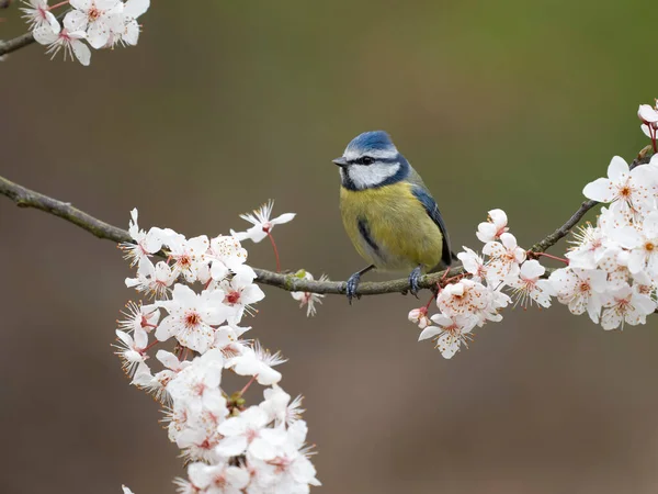 Blue Tit Cyanistes Caeruleus Single Bird Blossom Warwickshire March 2023 — Stok Foto