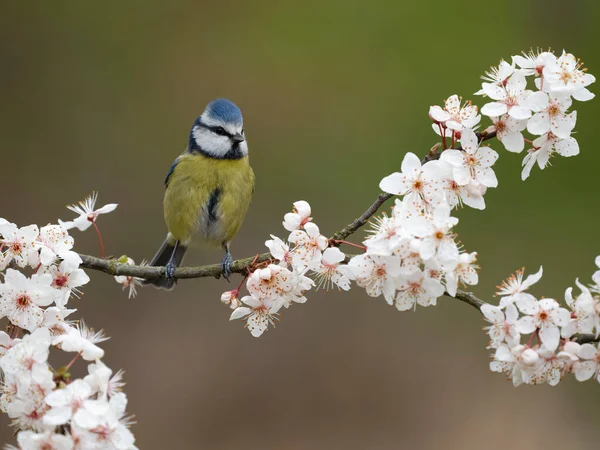Blue Tit Cyanistes Caeruleus Single Bird Blossom Warwickshire March 2023 — Stock fotografie
