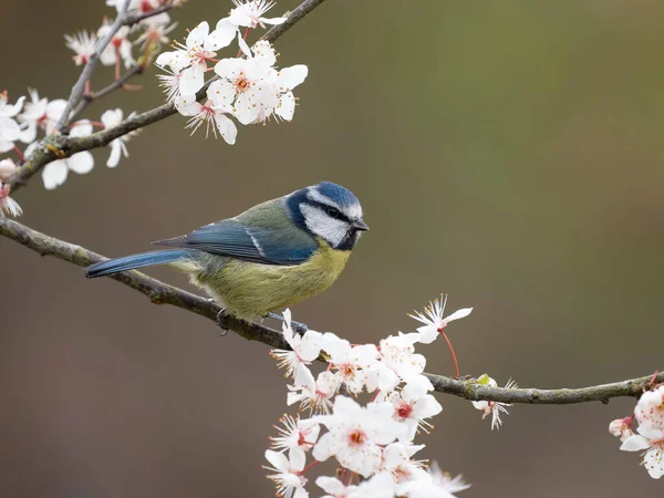 Blue Tit Cyanistes Caeruleus Single Bird Blossom Warwickshire March 2023 — стокове фото