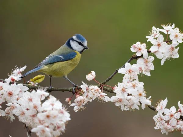 Blue Tit Cyanistes Caeruleus Single Bird Blossom Warwickshire March 2023 — 图库照片