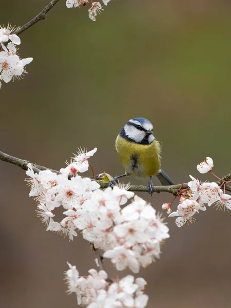 Blue Tit Cyanistes Caeruleus Single Bird Blossom Warwickshire March 2023 — ストック写真