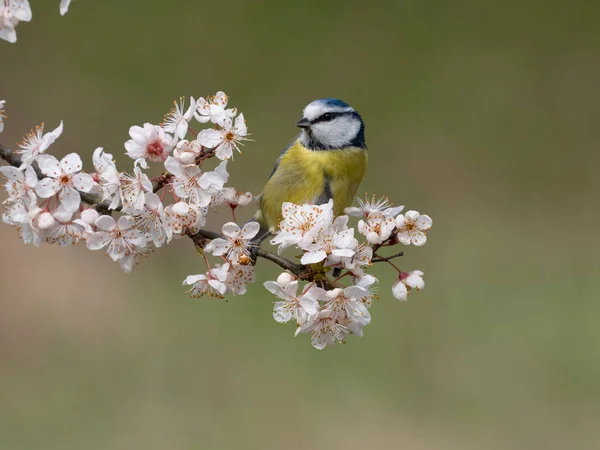 Blue Tit Cyanistes Caeruleus Single Bird Blossom Warwickshire March 2023 — стоковое фото