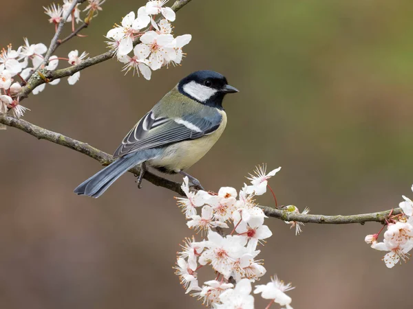 Great Tit Parus Major Single Bird Blossom Warwickshire March 2023 — Stok Foto