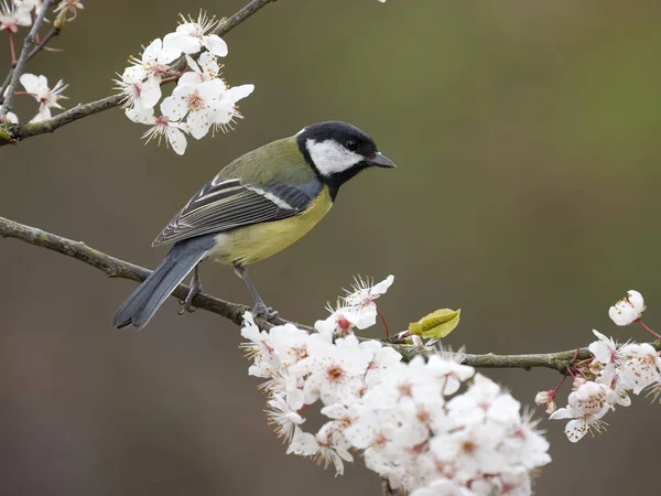 Great Tit Parus Major Single Bird Blossom Warwickshire March 2023 — Photo