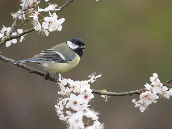 Great Tit Parus Major Single Bird Blossom Warwickshire March 2023 — ストック写真