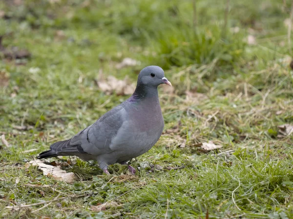 Stock Dove Columba Oenas Single Bird Ground Warwickshire March 2023 — Stock Photo, Image