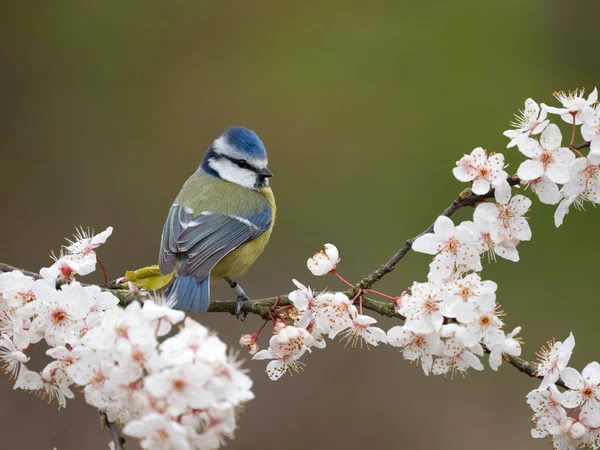 Blue Tit Cyanistes Caeruleus Single Bird Blossom Warwickshire March 2023 Stok Fotoğraf