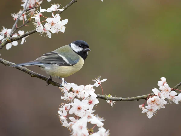 Great Tit Parus Major Single Bird Blossom Warwickshire March 2023 Telifsiz Stok Imajlar