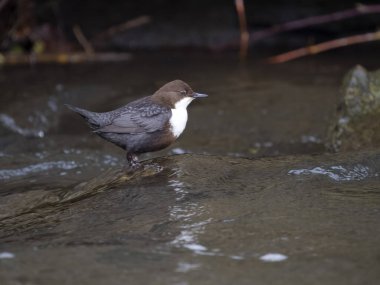 Dipper, Cinclus cinclus, tek kuş, Derbyshire, Mart 2023